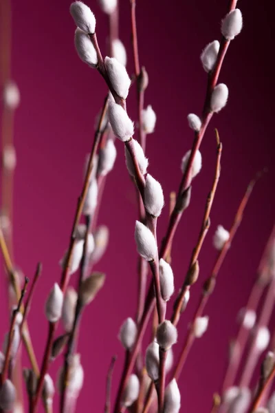 Primavera Brilhante Positiva Ramo Árvore Com Botões Backgroun Rosa — Fotografia de Stock
