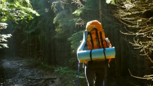 松の森を歩く女の子ハイカー — ストック動画