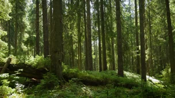 Solstrålar Som Strömmar Genom Träd Tallskog — Stockvideo