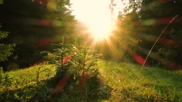 Manhã Floresta Pinheiros Com Raios Sol — Vídeo de Stock