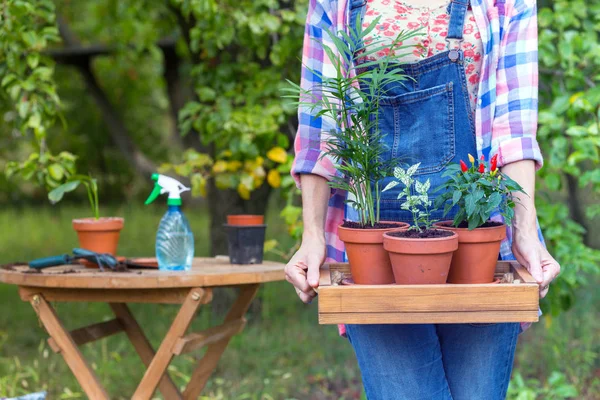庭の植物 花の女の子 植木鉢と Transplantin のための植物 — ストック写真