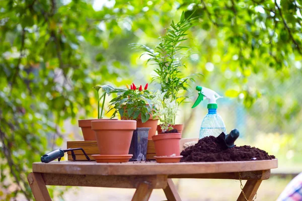 Menina Planta Uma Flores Jardim Vasos Flores Plantas Para Transplante — Fotografia de Stock