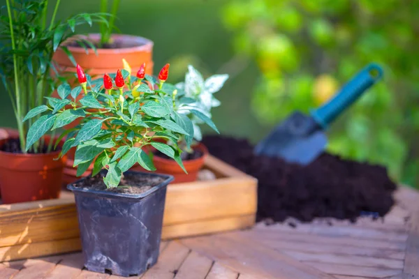 Fille Plante Une Fleur Dans Jardin Pots Fleurs Plantes Pour — Photo