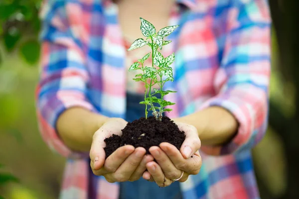 Conceito Vida Menina Segurando Uma Planta Jovem Mão — Fotografia de Stock