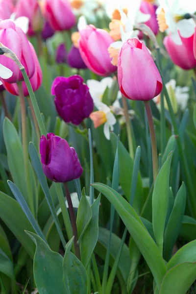 Multicolored Tulips Growing Gardgen Amsterdam Netherland — Stock Photo, Image
