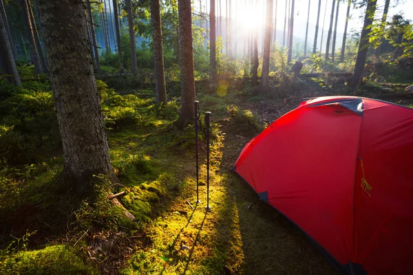 Tenda Vermelha Postes Trekking Floresta Contra Pano Fundo Subida — Fotografia de Stock