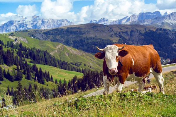 Skupina Italských Krávy Pastvinách Hory Dolomity Ital — Stock fotografie