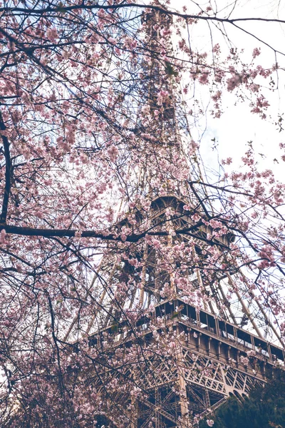 Sakura Înfloritoare Fundalul Turnului Eiffel Din Paris Franc — Fotografie, imagine de stoc