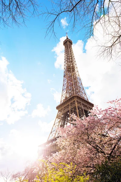 Sakura Floreciente Sobre Fondo Torre Eiffel París Franc — Foto de Stock