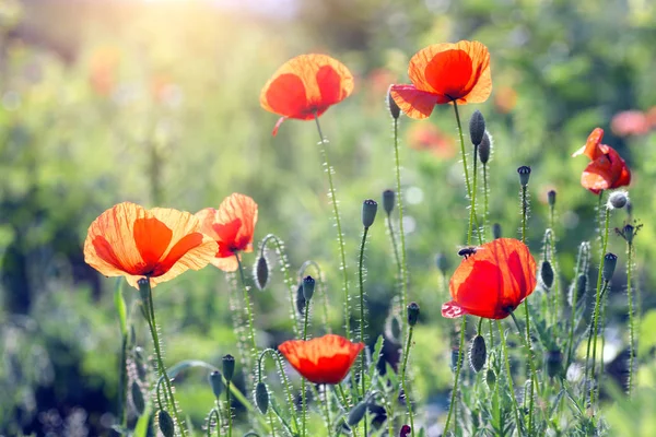 Campo de amapola en un día soleado — Foto de Stock