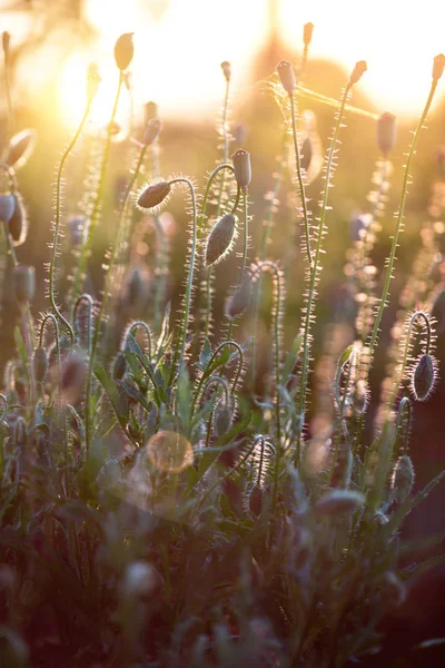 Champ de pavot par une journée ensoleillée — Photo