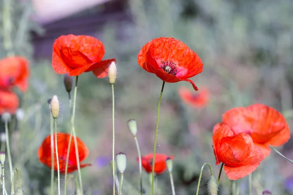 Campo de amapola en un día soleado — Foto de Stock