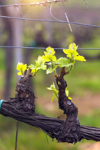 Виноградники на холмах Тосканы — стоковое фото