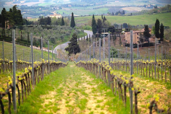Виноградників на пагорбах Тоскани — стокове фото