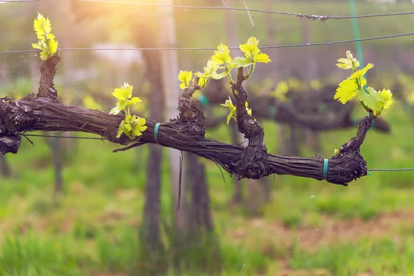 Viñedos en las colinas de la Toscana —  Fotos de Stock