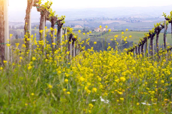 Виноградники на холмах Тосканы — стоковое фото