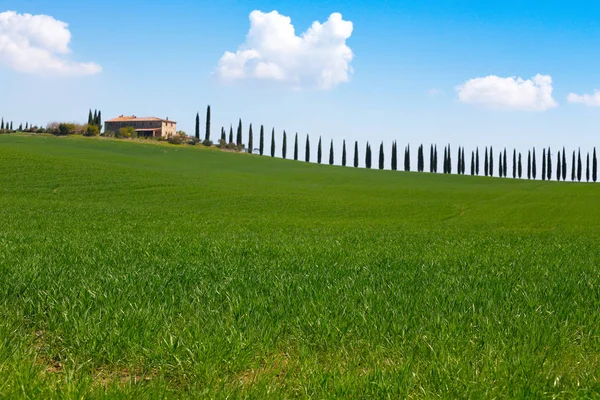Paisagem tuscany com cipreste beco — Fotografia de Stock