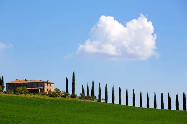 Tuscany landscape with cypress alley — Stock Photo, Image