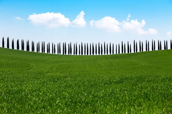 Tuscany landscape with cypress alley — Stock Photo, Image