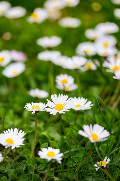 Bellis en el césped —  Fotos de Stock