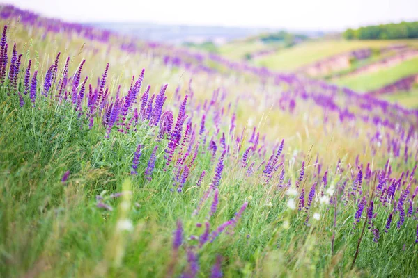 Salvia växer i ett fält — Stockfoto