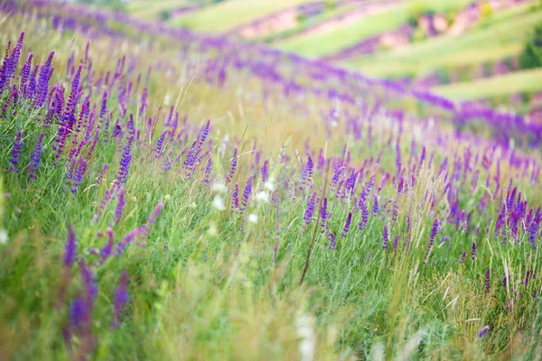 Salvia growing in a field — Stock Photo, Image