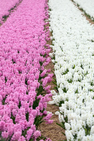 Hollanda çiçek alanları — Stok fotoğraf