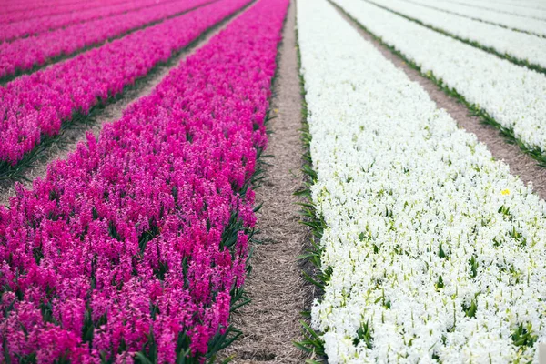 Hollanda çiçek alanları — Stok fotoğraf