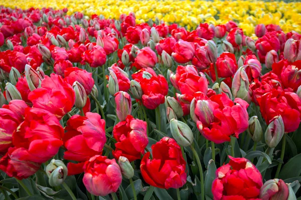 Champs de fleurs néerlandais — Photo