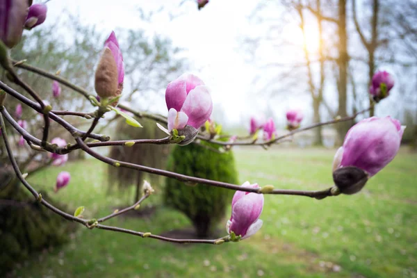 Rama de una magnolia floreciente — Foto de Stock