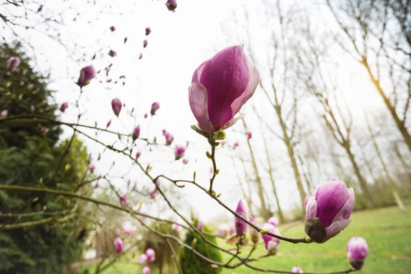 Tak van een bloeiende magnolia — Stockfoto