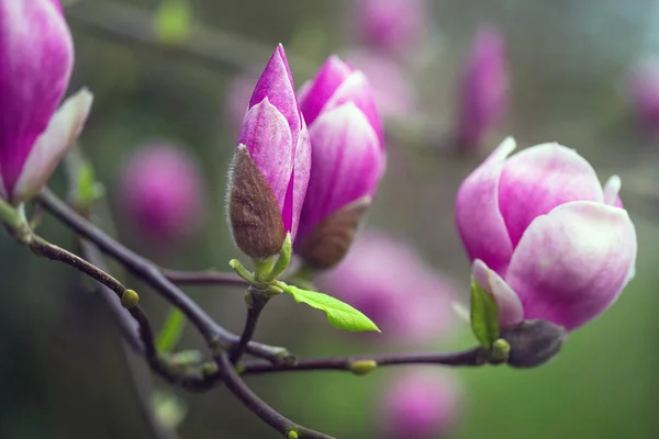 Rama de una magnolia floreciente — Foto de Stock