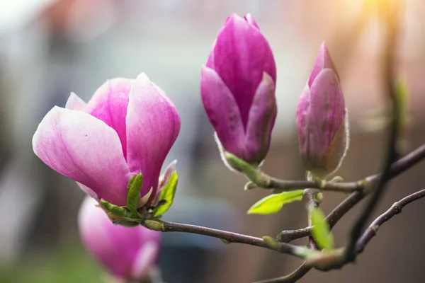 Tak van een bloeiende magnolia — Stockfoto