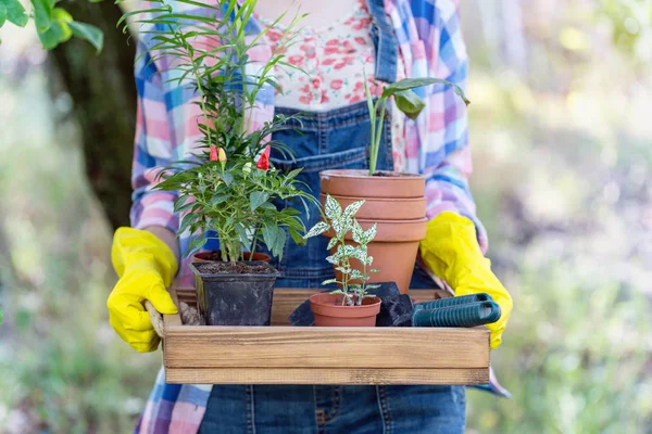 Mädchen pflanzt eine Pflanze — Stockfoto