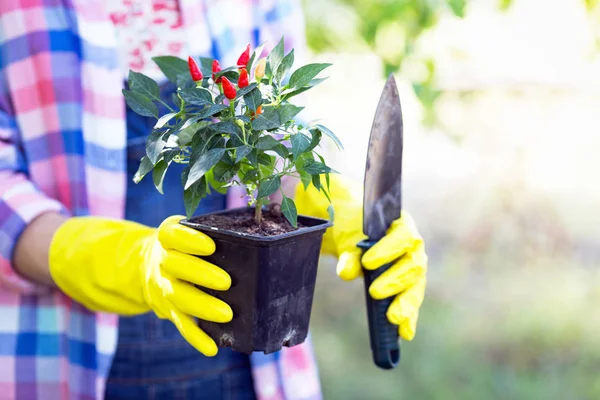 Fille plante une plante — Photo