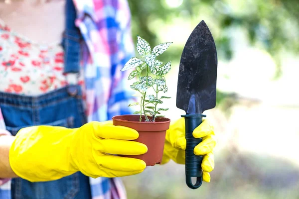 Fille plante une plante — Photo