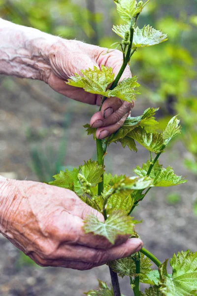 Pflanze in den Händen — Stockfoto