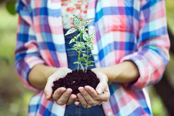 Planta nas mãos — Fotografia de Stock