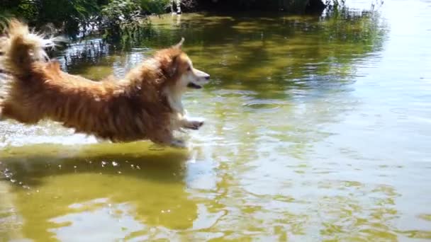 コーギー犬が川でそのおもちゃと遊ぶ — ストック動画