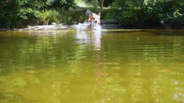 Welsh Corgi Pluizige Hond Speelt Met Haar Speelgoed Bij Rivier — Stockvideo