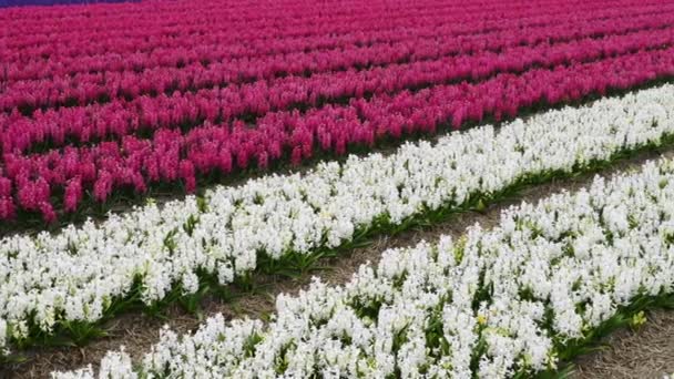 Frühlingsblumenfeld Den Niederlanden — Stockvideo