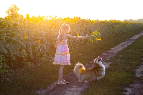 Chica y perro en el campo de girasoles —  Fotos de Stock