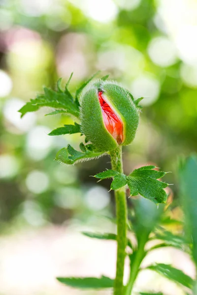 Bud of red poppy in the garden — Stock Photo, Image