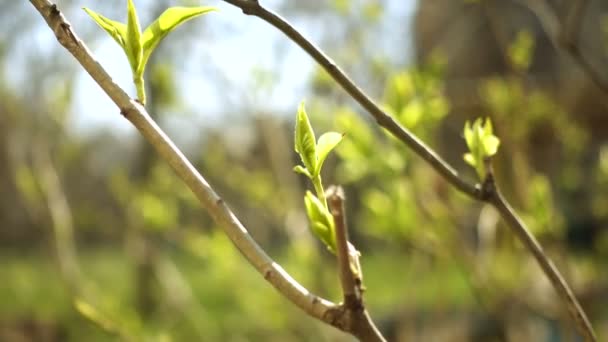 Brotes Hojas Color Verde Lila Cerca Soleado Día Primavera — Vídeos de Stock