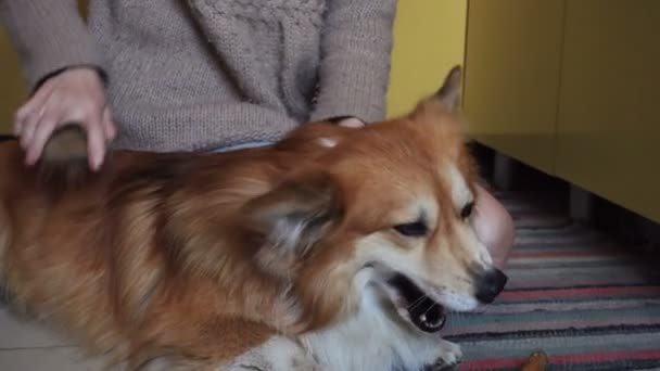 Kobieta Ręce Czesanie Walijski Corgi Pembroke Puszysty Pies — Wideo stockowe