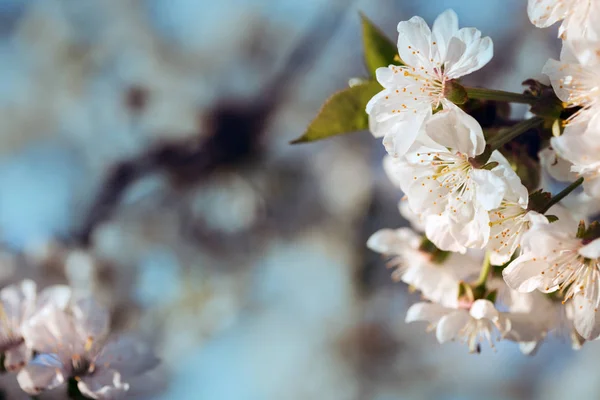 Fondo flor cereza — Foto de Stock