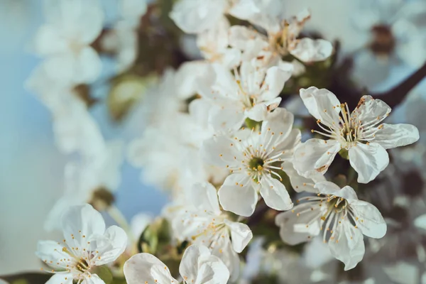 Fundo florescendo cereja — Fotografia de Stock