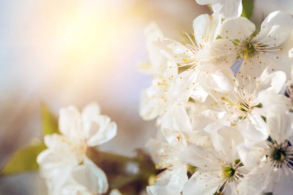 Background blooming cherry — Stock Photo, Image