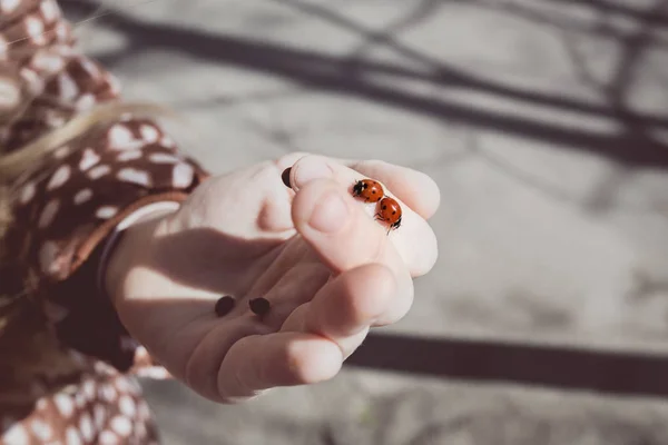 Niña sostiene mariquitas —  Fotos de Stock