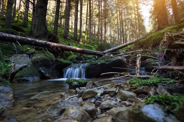 La cascada del bosque — Foto de Stock